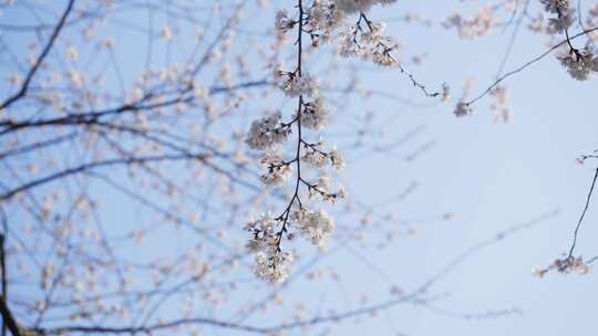 樱花春天樱花开放