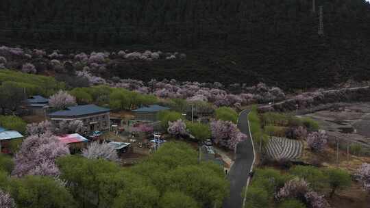 林芝 林芝桃林 西藏