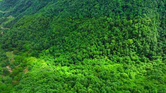 茶山 山川 云海 云南原始森林 大好河山