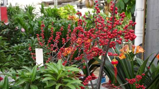 金银忍冬 花卉 金银木 忍冬属 植物 观赏