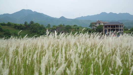 乡村自然风光芦苇丝茅草电影空镜