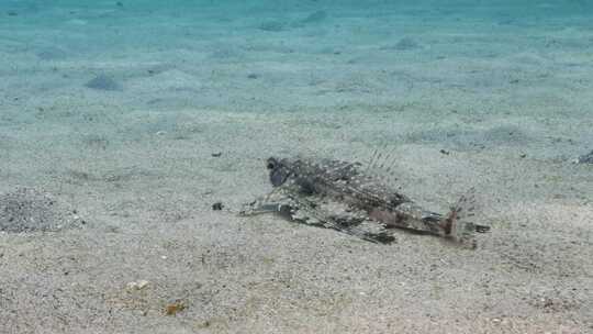 飞行Gurnard，海洋，水下，海底