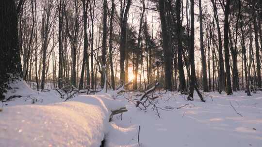 特写森林深处雾凇后的景象大雪茫茫视频素材模板下载