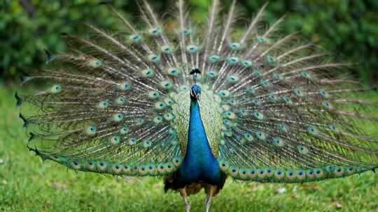开屏孔雀特写