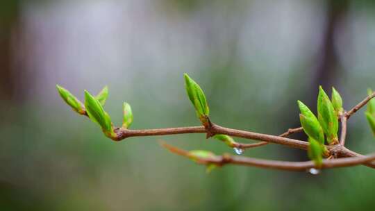 春雨滋润嫩芽 嫩芽