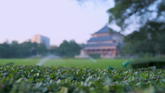 广州中山纪念堂花园草坪绿树自然风光
