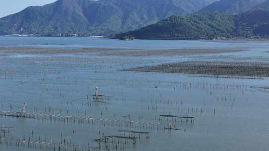 生蚝海上养殖场壮观景象