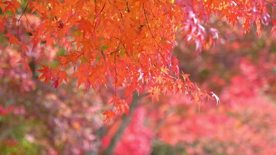 秋天阳光下红色的枫叶视频素材模板下载