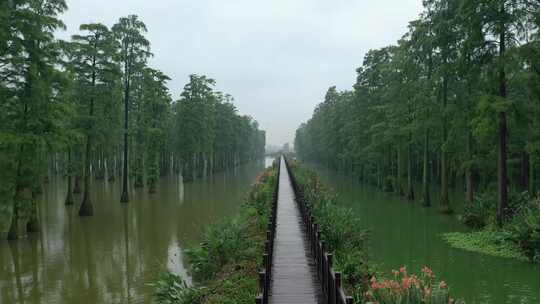 湿地栈道航拍