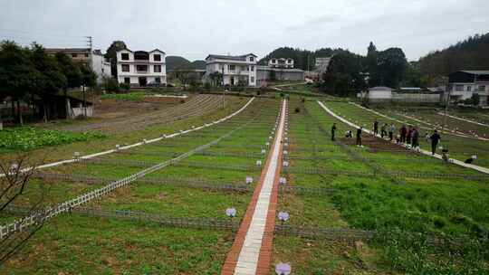 劳动空镜刨土锄地农场工人耕作劳作翻土