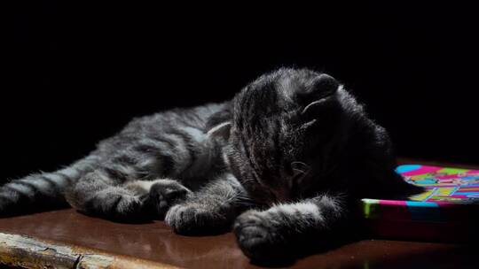 狸花猫 慵懒的小猫 晒太阳 猫吃猫粮视频素材模板下载