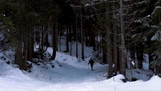 爬山攀登雪山雪林