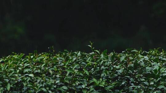 春雨雨滴茶园新茶杭州西湖龙井升格视频视频素材模板下载