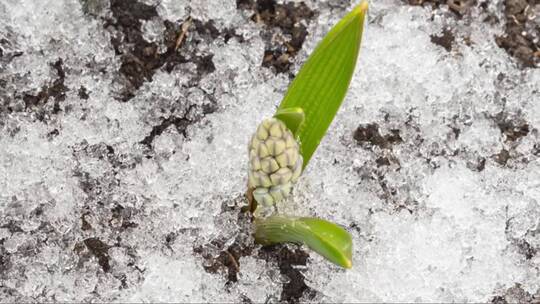 花和融化的雪