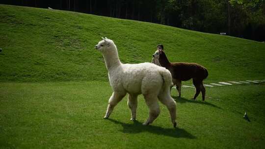 羊驼在草地吃草