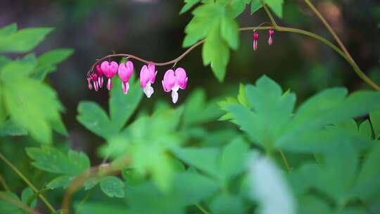 花园里的花花