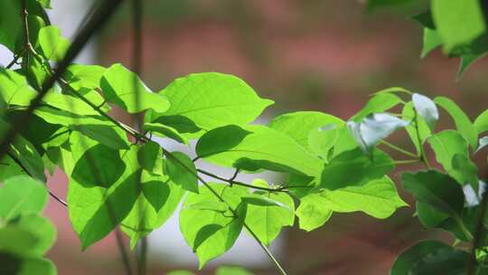 绿叶 树叶 植被 特写