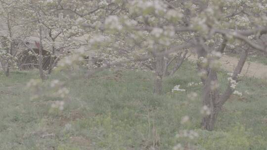 梨花特写微距LOG素材