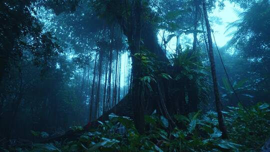 大自然热带雨林风景