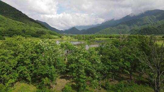 航拍初夏蓝天白云的湖北神农架大九湖4号湖