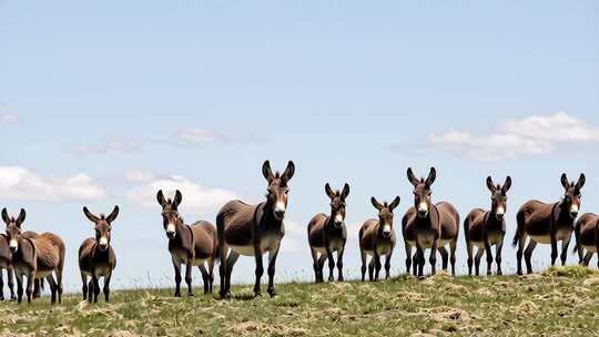 高原高海拔无人区野生动物合集