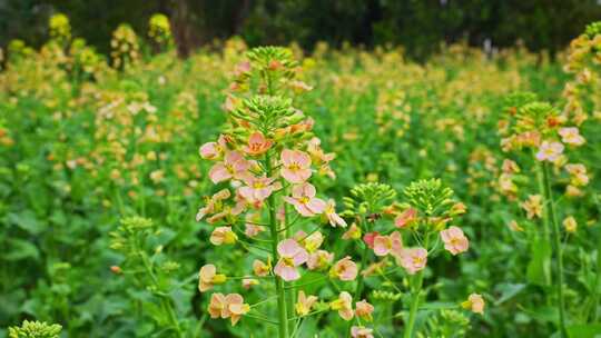 油菜花春天油菜花海油菜花田菜花花海