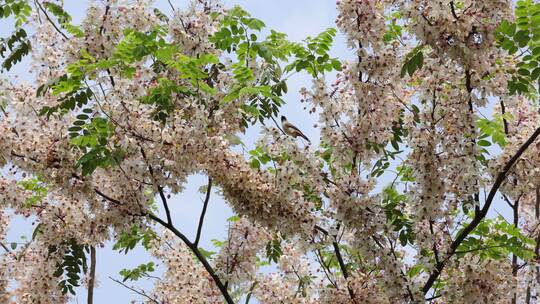 泰国樱花、花旗木视频素材模板下载