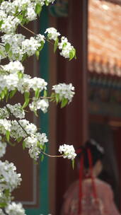 慢镜头下故宫寿康宫前的梨树花开