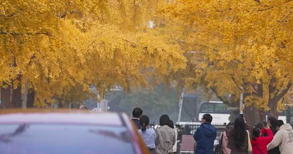 北京秋天的银杏大道秋景