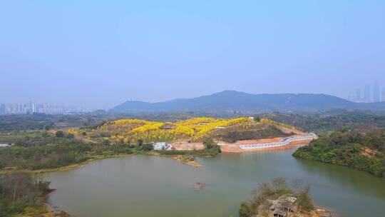 南宁青秀山黄花风铃航拍视频素材视频素材模板下载