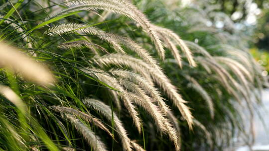 野外草丛狗尾巴草空镜头