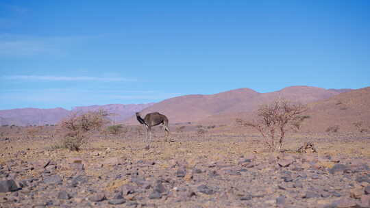 西撒哈拉、毛里塔尼亚和摩洛哥的单峰骆驼视频素材模板下载
