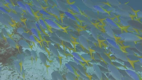 海底鱼群在快速的游动