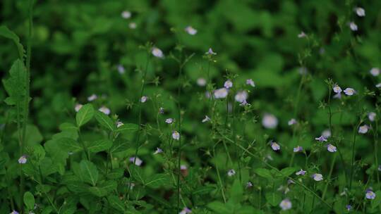 4K花草植物素材——通泉草