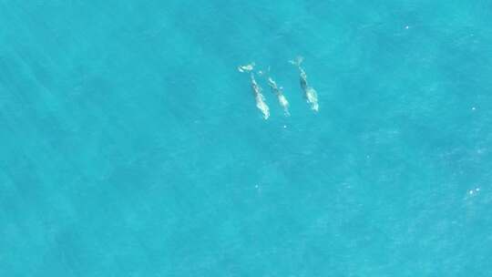 三只海豚在海洋中游泳视频素材模板下载