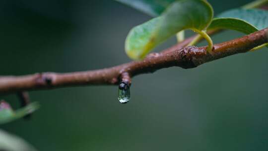 绿叶雨后雨滴水珠