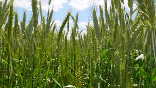 小麦 麦田 丰收 麦浪 青麦 小麦生长视频素材模板下载