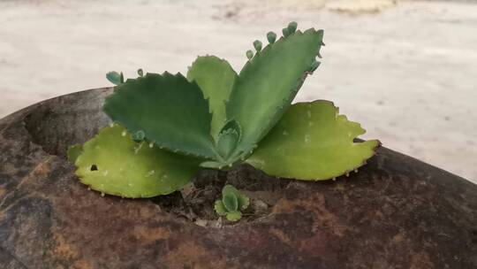 多肉植物特写