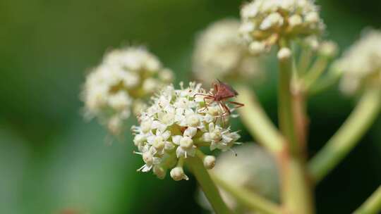 采花蜜的蜜蜂和虫子