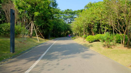 林间小路 林荫大道