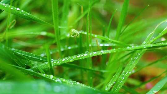 晨露中的绿草清晨露水阳光绿色生态草地