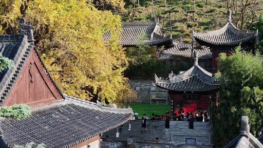 古观音禅寺银杏树