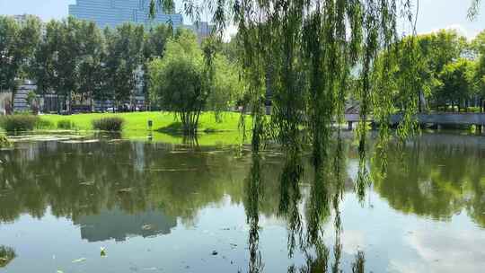 湘江公园中午湖面柳树摇曳