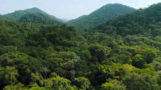 云南广西森林茂密树木绿色植被绿色青山 (3)