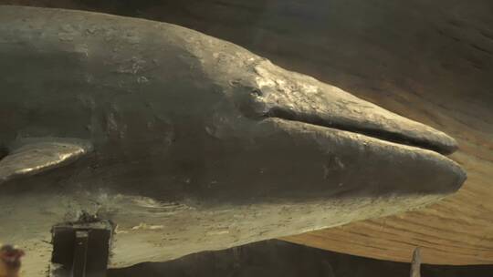 鲸鱼海豚标本模型深海生物