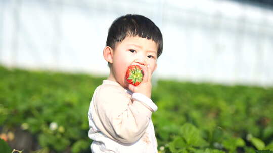 小孩在草莓地 幼儿在草莓地玩耍