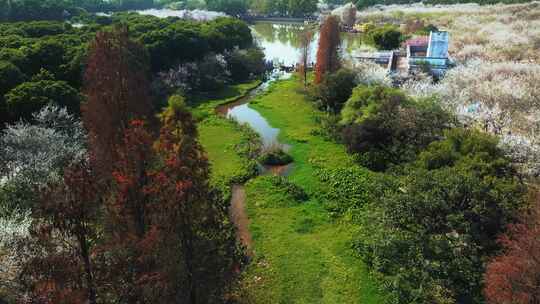 广州萝岗香雪公园梅花盛开航拍
