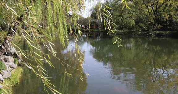 中国杭州西湖湖边柳条摇曳慢镜头