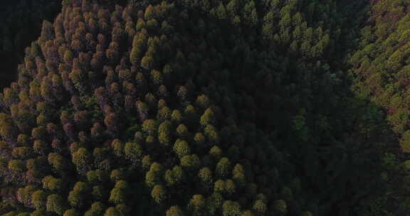 航拍大山风景森林林场早晨阳光美丽自然素材