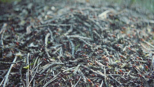 微距拍摄雨中的蚂蚁